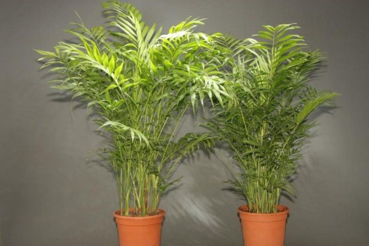 Хамедорея – фото