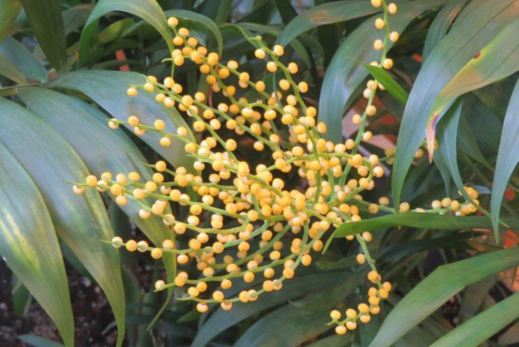 Хамедорея – фото