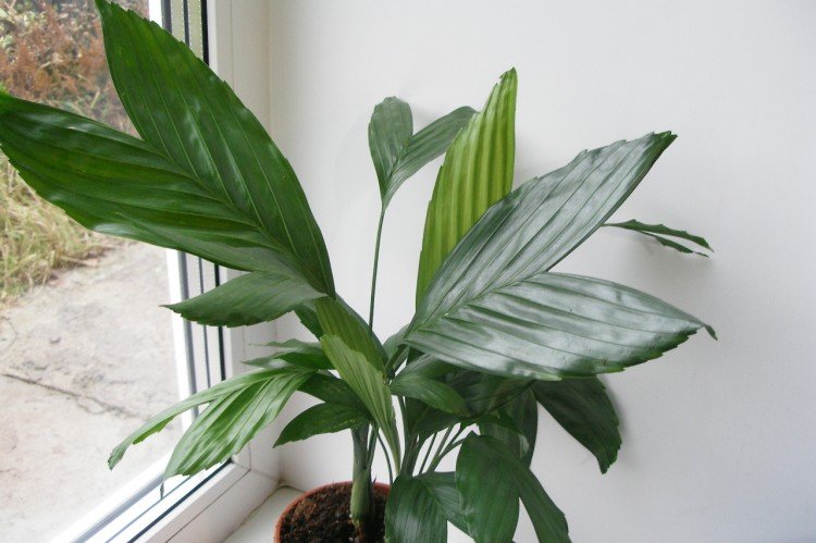 Хамедорея Эрнеста-Августа