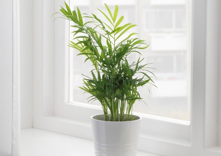 Хамедорея – фото