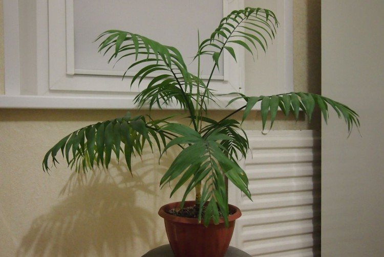 Хамедорея – фото