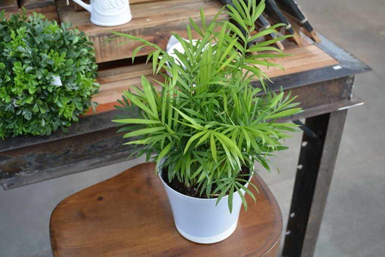 Хамедорея – фото