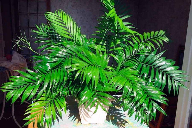 Хамедорея Бридбл