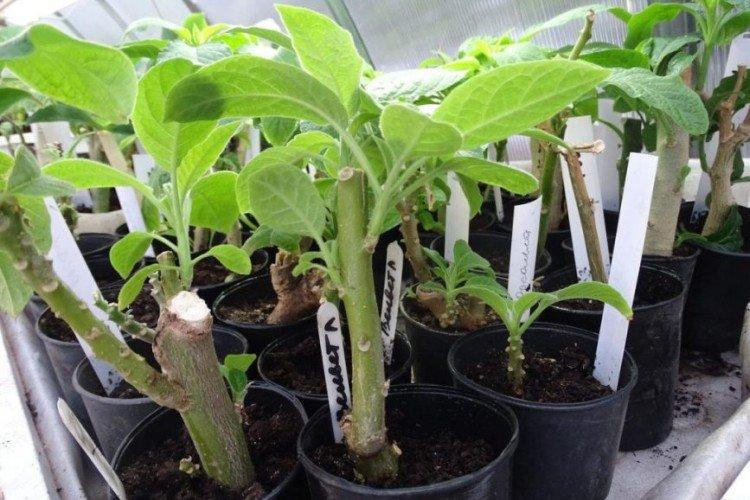 Посадка и размножение бругмансии