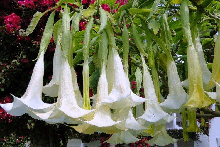 Южноамериканская бругмансия