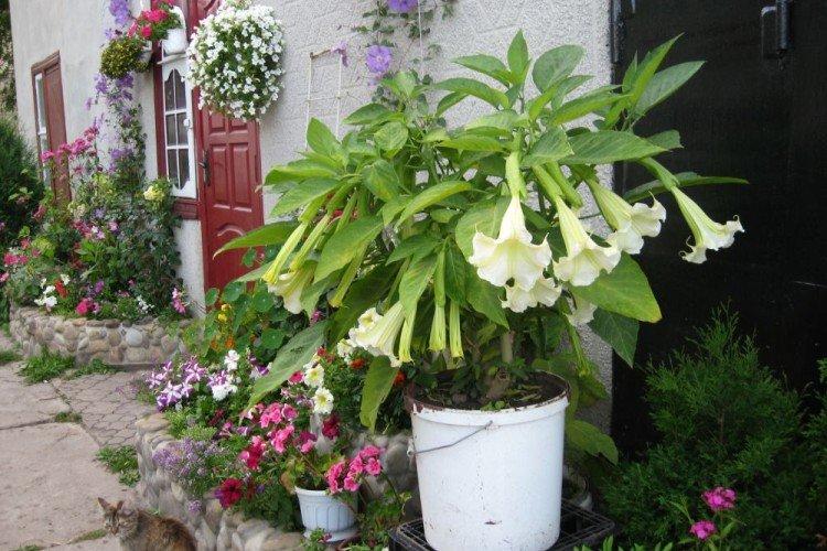 Бругмансия – фото