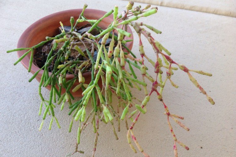 Борьба с вредителями и болезнями