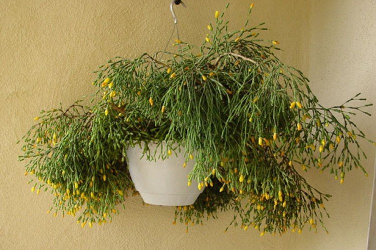 Хатиора – фото