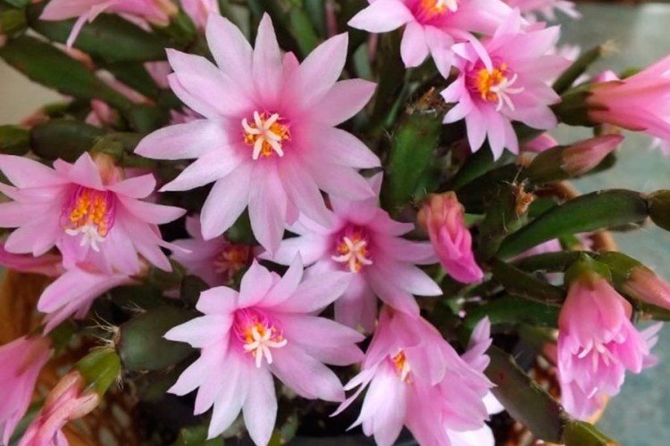 Хатиора – фото