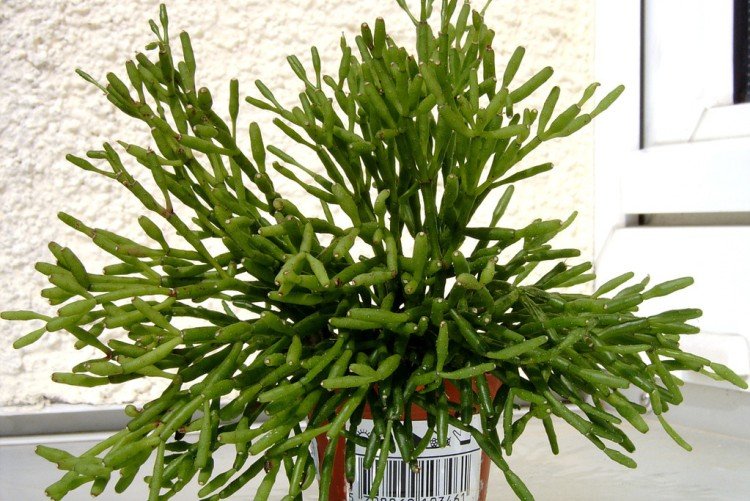 Хатиора – фото