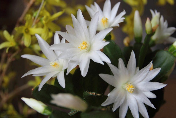 Хатиора – фото