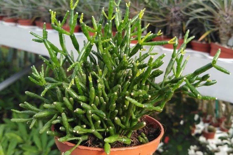 Хатиора – фото