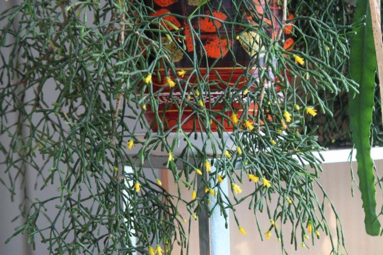 Хатиора – фото