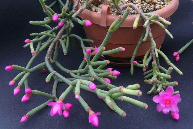 Хатиора – фото