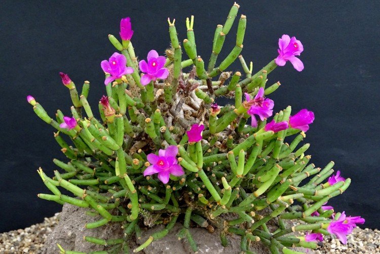 Хатиора – фото