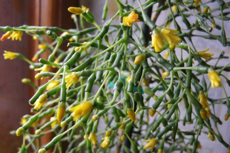 Хатиора – фото