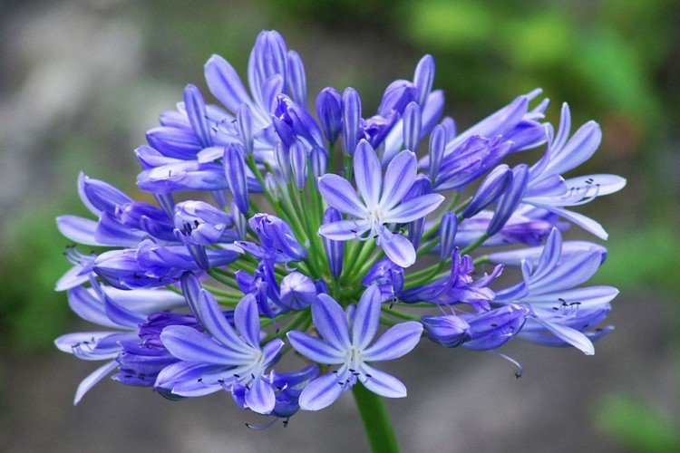 Борьба с вредителями и болезнями