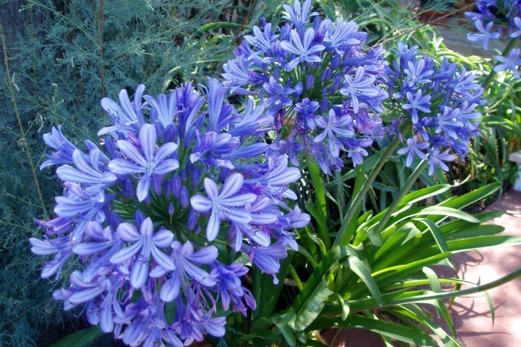 Агапантус – фото