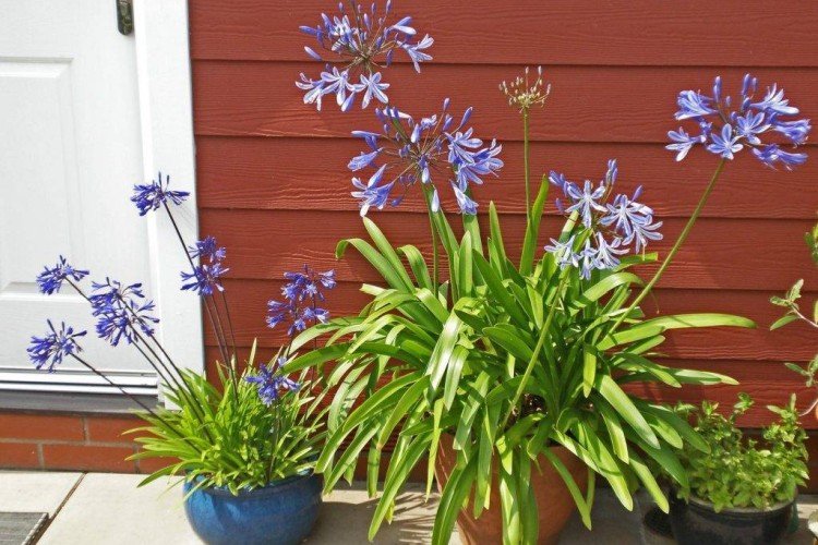 Агапантус – фото