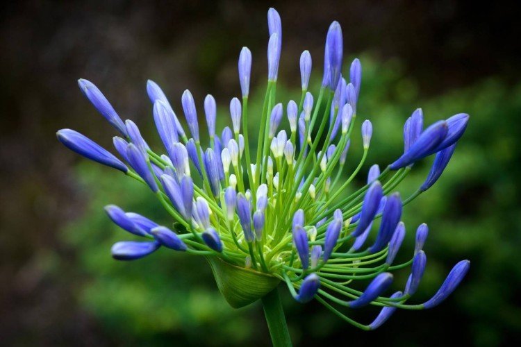 Агапантус – фото