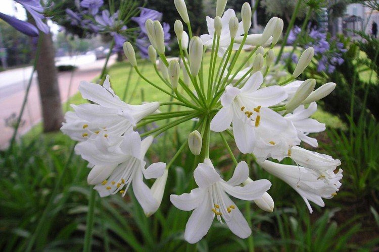 Агапантус – фото