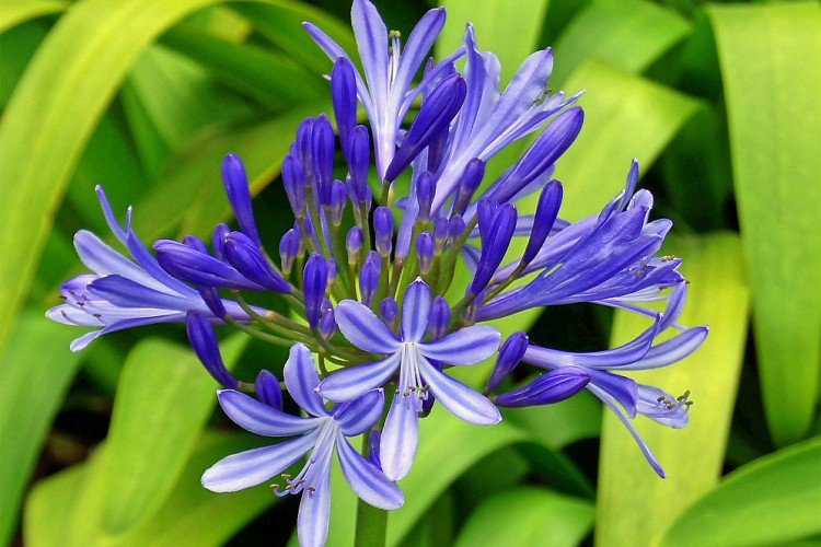 Агапантус – фото