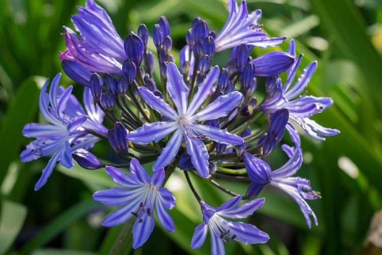 Агапантус – фото