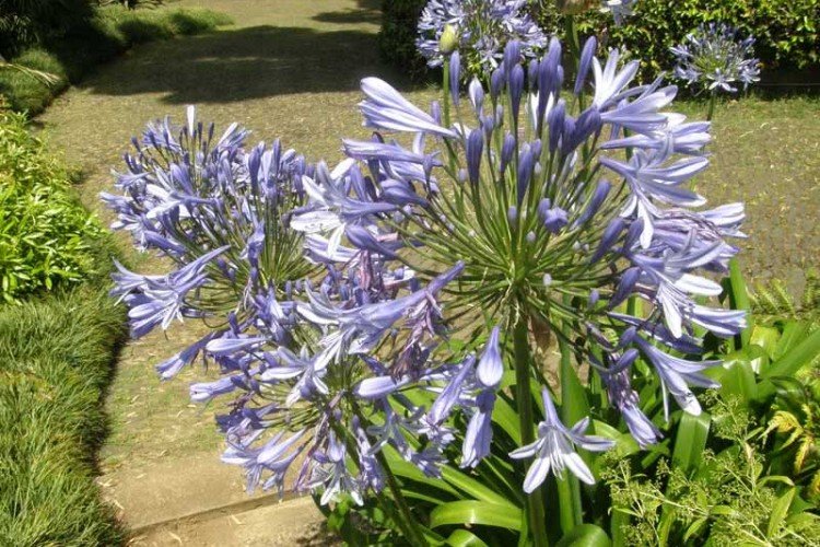 Восточный агапантус