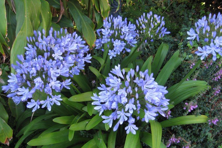 Агапантус – фото