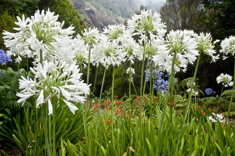 Агапантус – фото