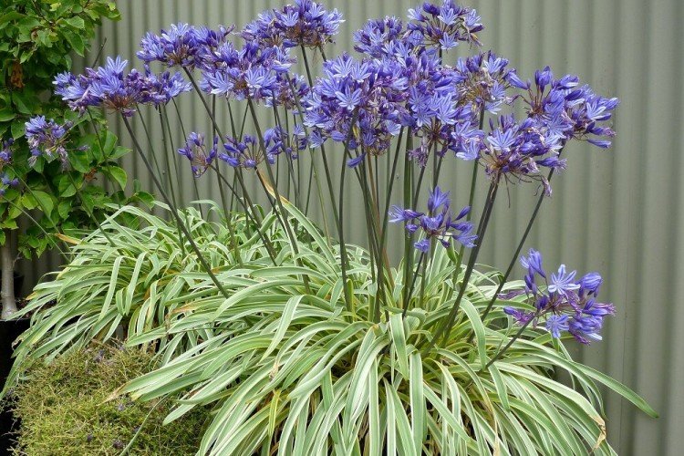 Агапантус – фото