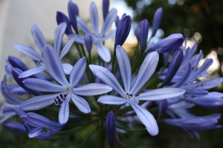 Агапантус – фото