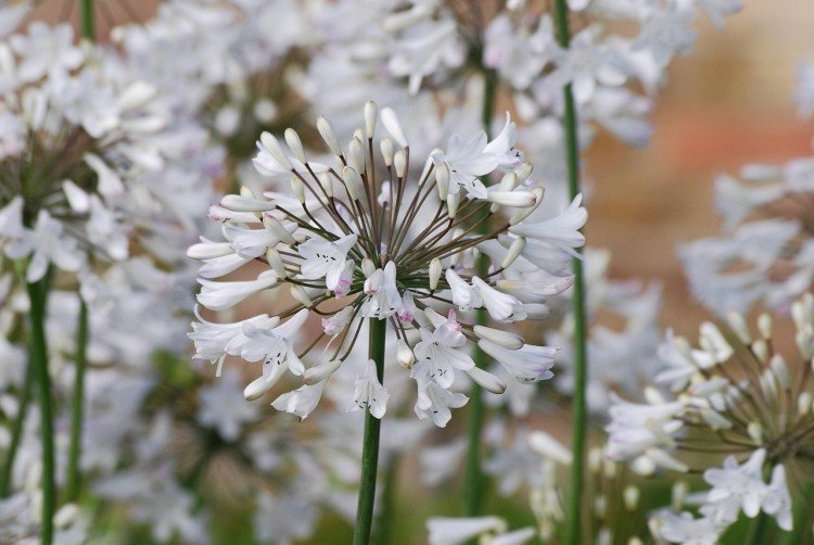 Агапантус – фото