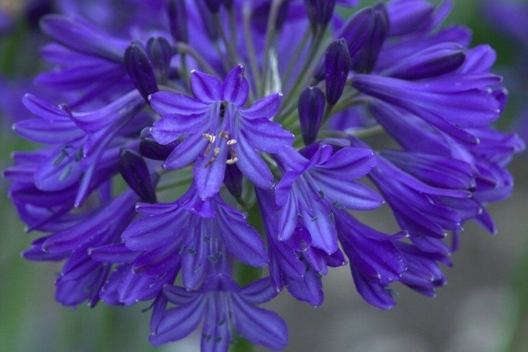 Агапантус – фото