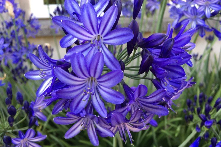 Африканский агапантус