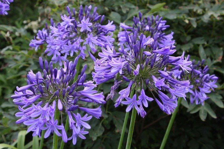 Агапантус – фото