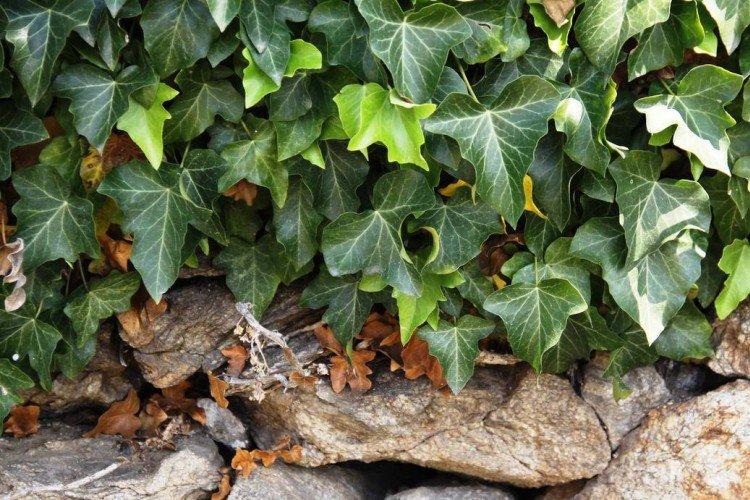 Общая информация