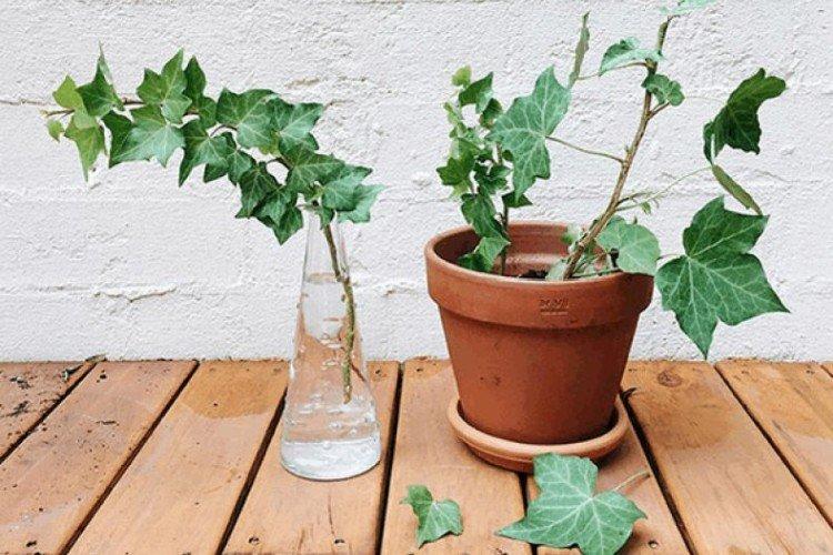 Размножение и посадка плюща