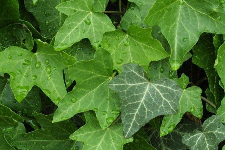 Плющ – фото