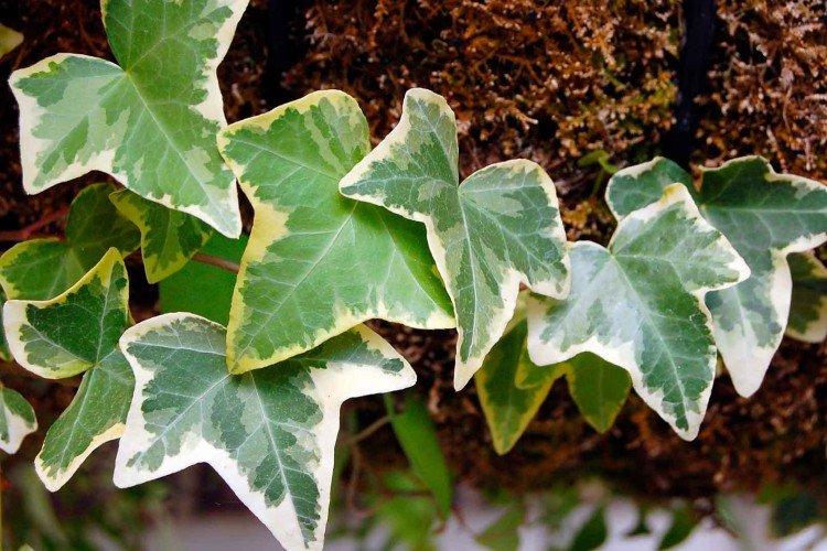 Плющ – фото