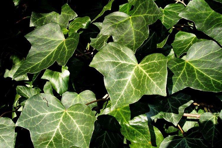 Плющ – фото