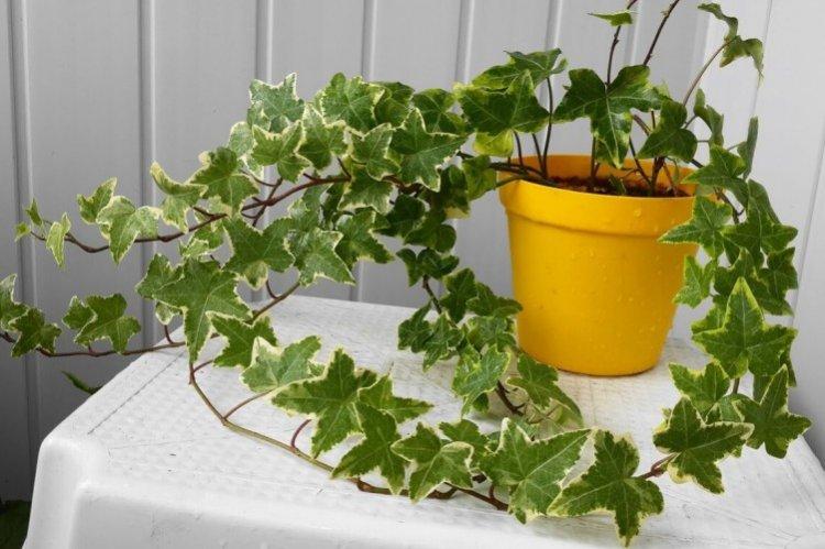 Плющ – фото