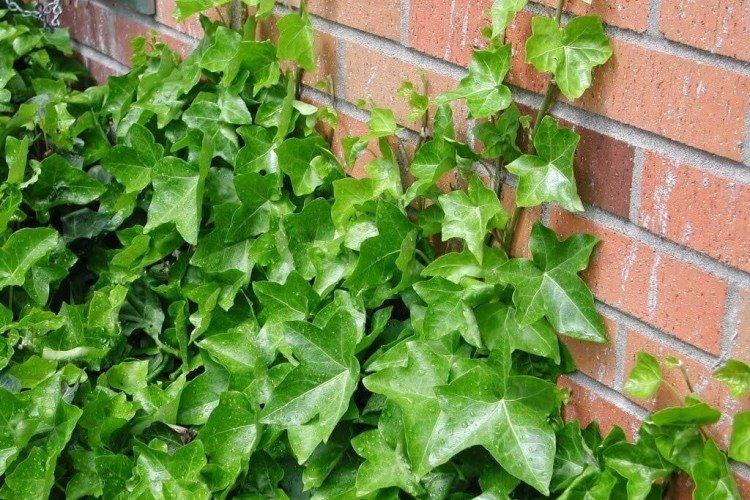 Плющ – фото