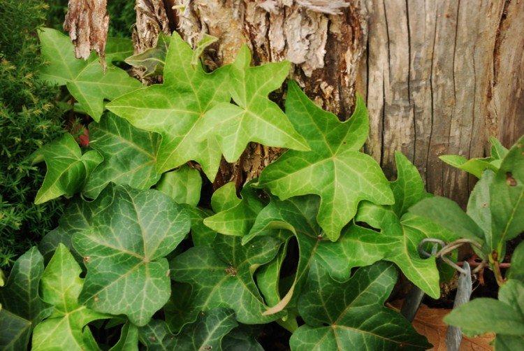 Плющ – фото