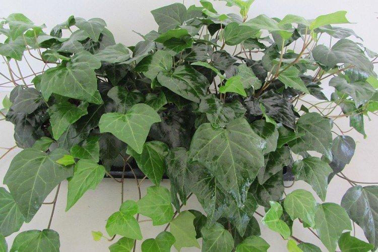 Плющ Пастухова