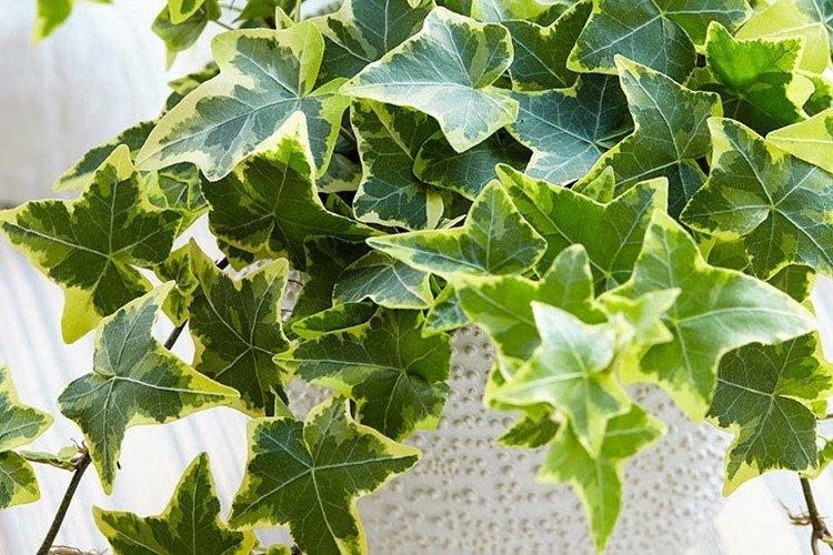 Температура и освещение