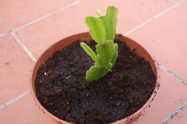 Размножение и посадка рипсалидопсиса