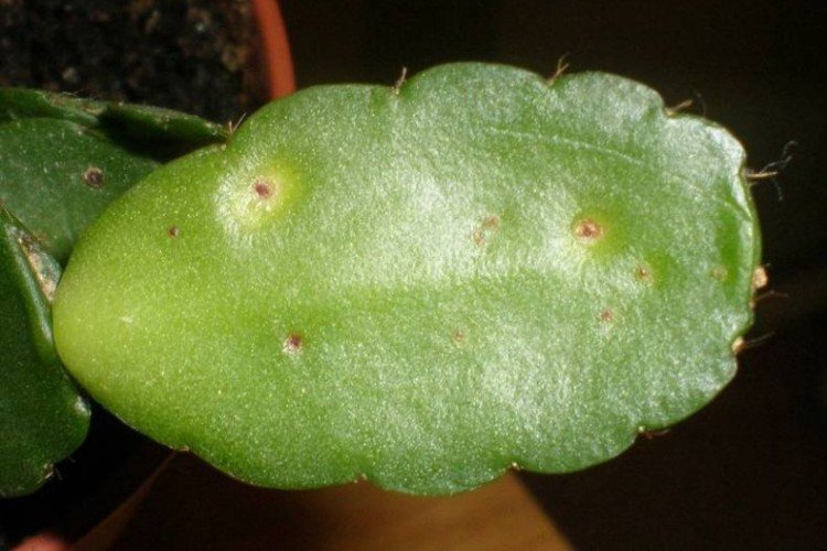 Борьба с вредителями и болезнями