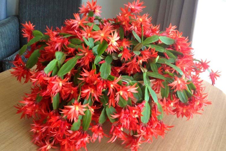 Рипсалидопсис – фото