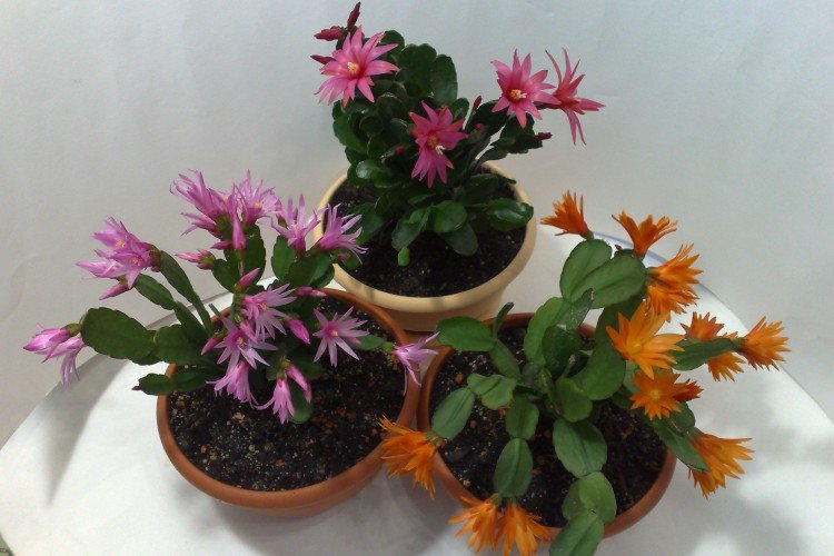 Рипсалидопсис – фото